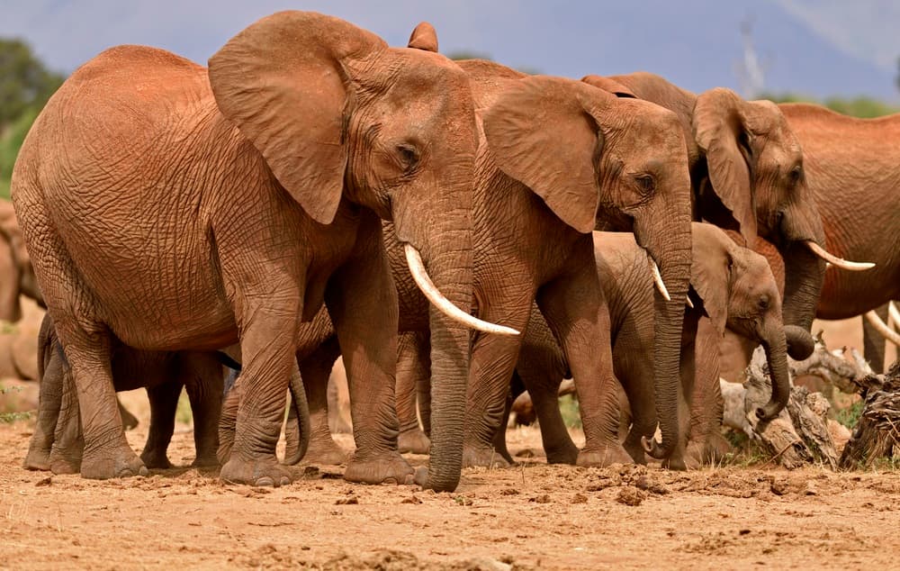 Parco nazionale di Tsavo East